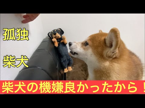 【柴犬飼い主53歳】柴犬の機嫌がいいからと高をくくって接していたら！