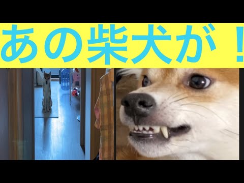 【柴犬飼い主53歳】あの凶暴な柴犬が飼い主に対して敬意をはらう！