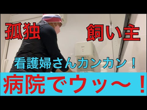 【柴犬飼い主53歳】病院で『ウッ〜』看護婦さんに怒られました！