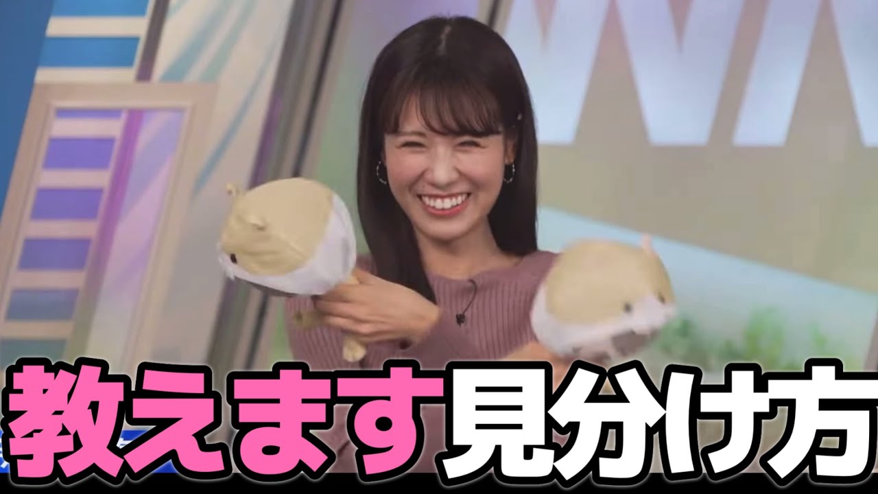 みーパパも欲しがっていたぬいぐるみ。せんちゃん、りーちゃん、みーちゃんは似ているので見分け方を教えてくれるみーちゃん。【戸北美月】#ウェザーニュース切り抜き