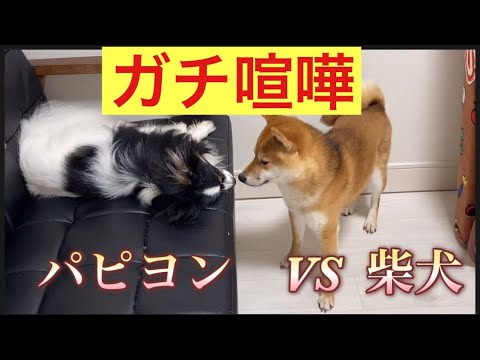 【柴犬飼い主53歳】パピヨンガチ怒り💢