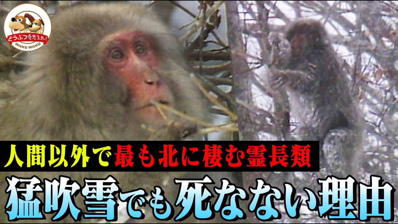 【最も北に暮らすサル】下北半島のニホンザルは氷点下でも大丈夫!？木の皮を食べ、猛吹雪の時は丸くなる【どうぶつ奇想天外／WAKUWAKU】