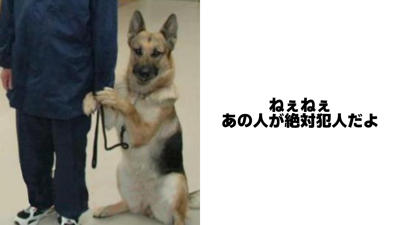 【かわいい】ボケてがマジでツッコミどころ満載だったwww【金稼ぎ】【2分まとめ88弾】