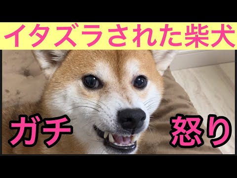 【柴犬飼い主53歳】飼い主にイタズラされてから言う事をきかなくなる柴犬！