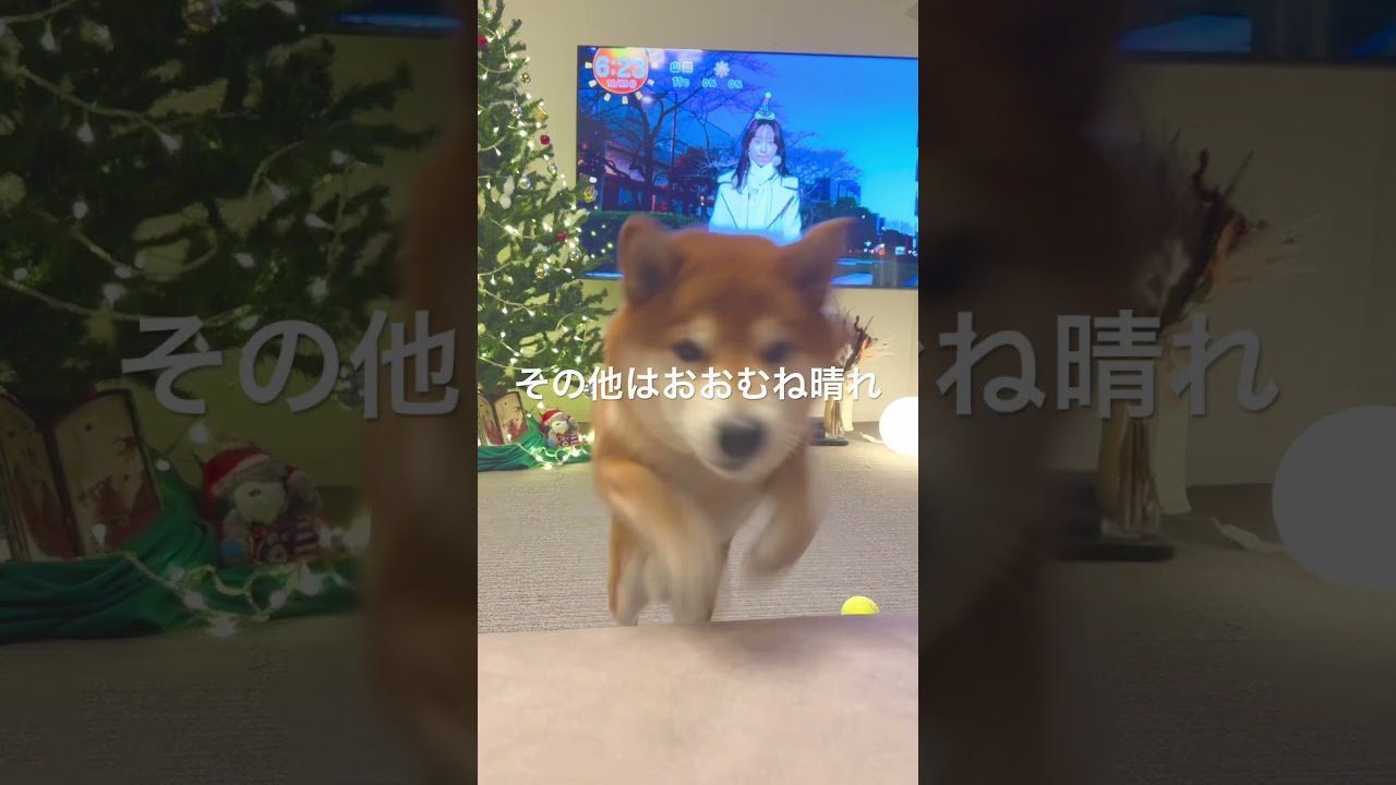柴犬まるちゃんのメリークリスマス🎅天気予報だワン🐕#shibainu #めざましテレビ #柴犬 #ユニコーン #雪の降る街　#井上清華 #shorts