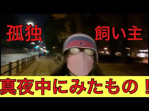 【柴犬飼い主53歳】真夜中の散歩に防寒でカツラかぶっていたら！