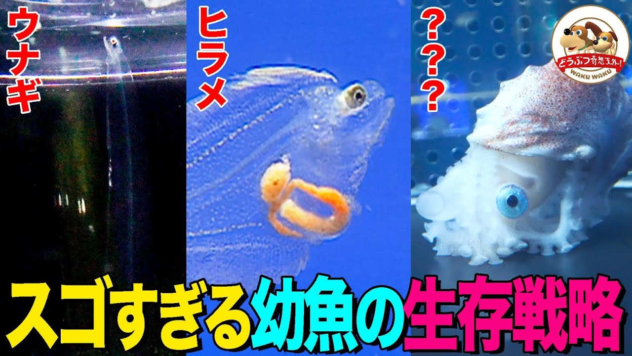 【超貴重】ウナギの赤ちゃんは透明！マリアナ海溝で生まれ日本の川へ3000kmの大移動！「幼魚水族館」で様々な幼魚を解説【どうぶつ奇想天外／WAKUWAKU】