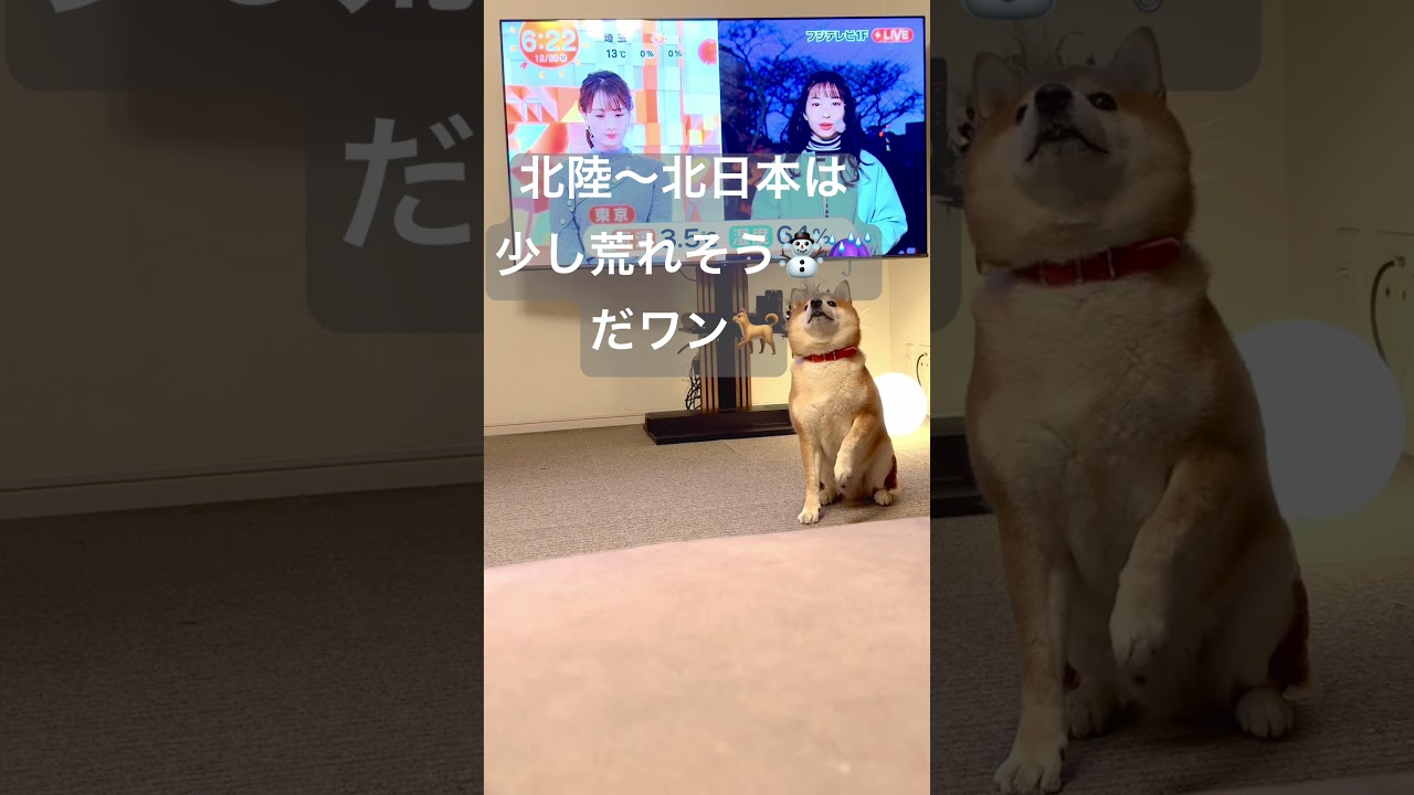 4、50代に響く胸熱ソングを聴きながら全国のお天気を解説するワン🐕#めざましテレビ #ミスチル #replay #shiba #short #柴犬 #shibainu #dog #井上清華 #林佑香