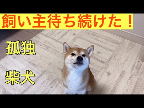 【柴犬飼い主53歳】飼い主の帰りを待ち続けた柴犬！
