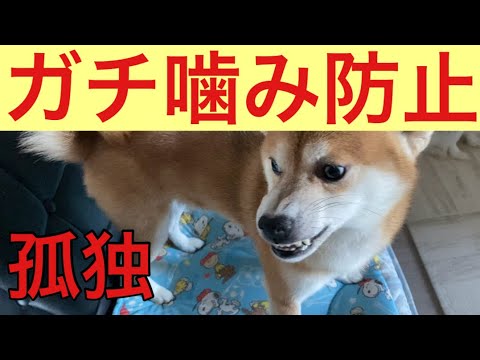【柴犬飼い主53歳】柴犬のガチ噛み防止に使った手は！
