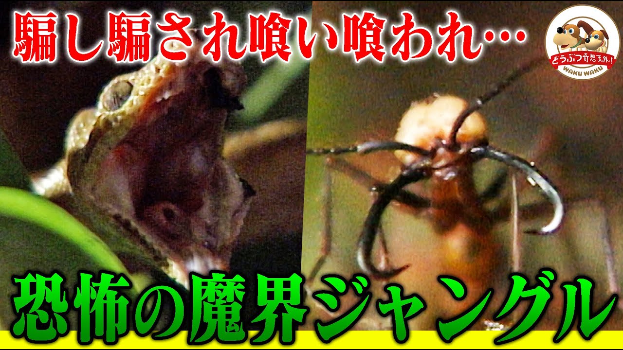【まさに蠱毒】グンタイアリから猛毒ガエル、最凶毒ヘビ、緑の魔界コスタリカで繰り広げられる弱肉強食の世界とは？【どうぶつ奇想天外／WAKUWAKU】