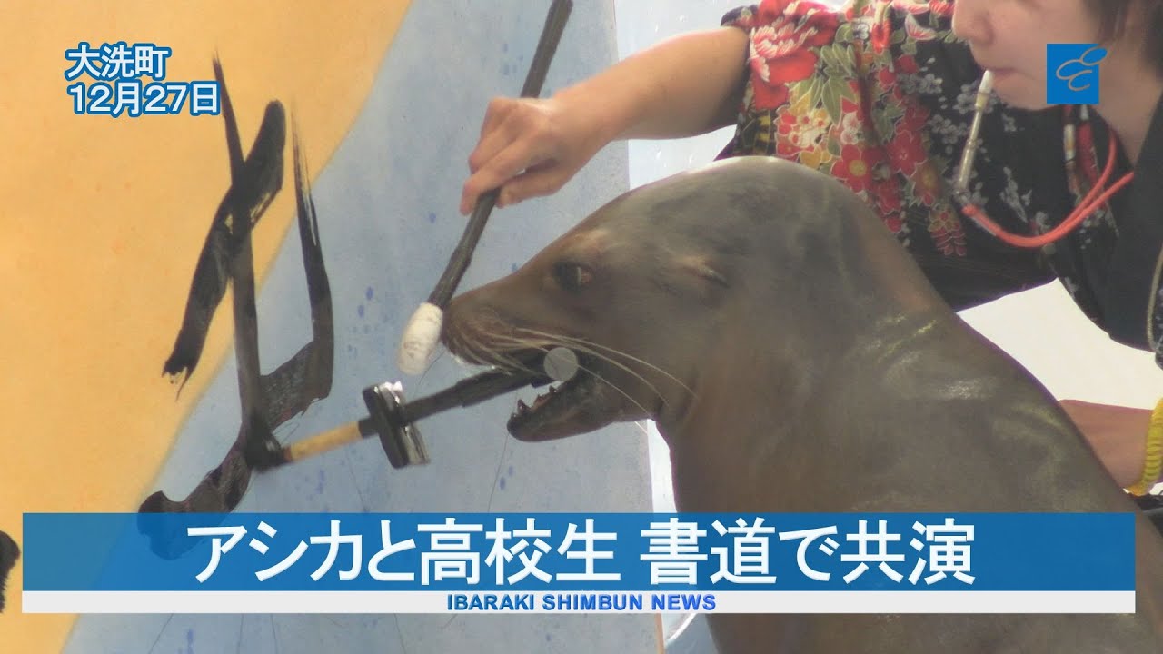 アシカと高校生 書道で共演