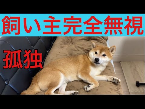 【柴犬飼い主53歳】帰宅した飼い主を完全無視する柴犬！