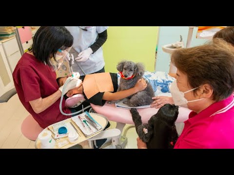 B1- 「歯医者に犬!?」治療嫌がる子どもと親から反響、「危険はない? 衛生面は?」数々の問題クリアし認められた20年