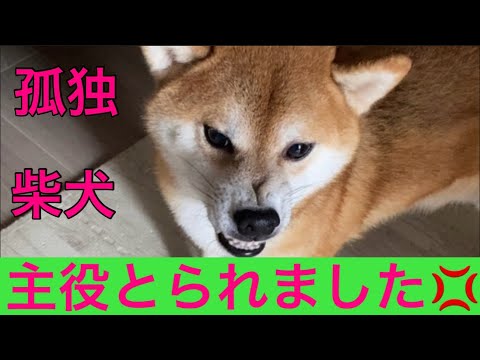 【柴犬飼い主53歳】主役をとられた柴犬のとった行動！
