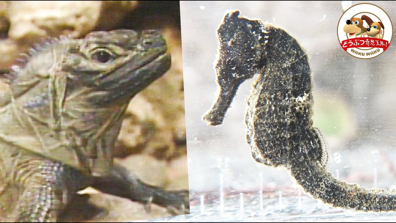 ゴジラのような顔をしたトカゲの「友達になりたい大作戦」が超かわいい！タツノオトシゴの捕獲映像も！辰年にちなんで竜のような生き物が登場！【どうぶつ奇想天外／WAKUWAKU】