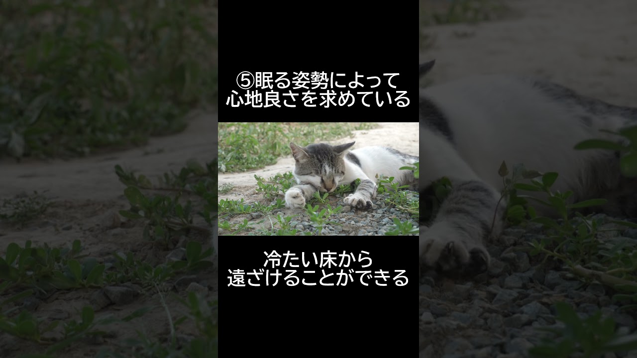 【癒しのひみつ！】猫の睡眠にまつわる幸せ雑学10選 #猫の睡眠物語