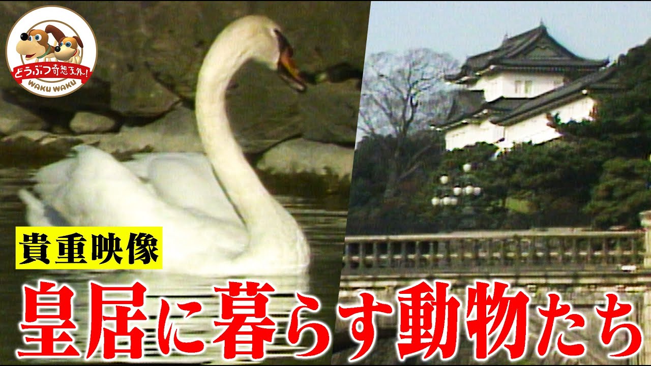 【貴重映像】皇居の森にはどんな動物が棲んでいる？特別な許可を得て撮影したら鳥たちの神秘の楽園だった【どうぶつ奇想天外／WAKUWAKU】