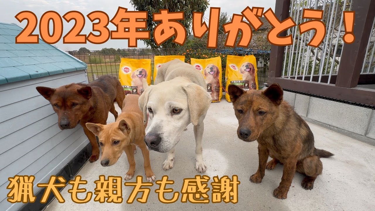 猟犬たち全員元気で2024年を迎えれます。応援してくださる皆様のお陰です。【イノシシ狩猟犬の日常】