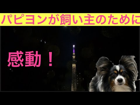 【柴犬飼い主53歳】すねている柴犬に代わってパピヨンがとった行動！