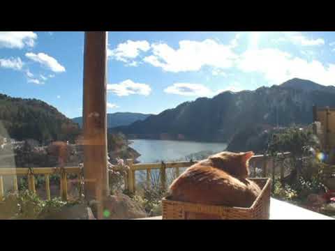 🔴ライブ配信 動物スクープ100連発12月28日＜猫/赤ちゃん/犬＞2023年12月28日LIVE FULL HD