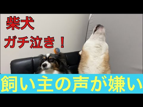 【柴犬飼い主53歳】飼い主の変な声をガチで嫌がる柴犬！