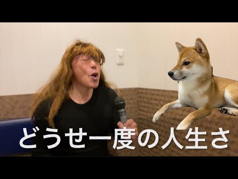【柴犬飼い主53歳】俺たちは天使だ！柴犬とパロってみた！