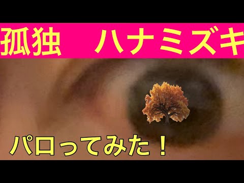 【柴犬飼い主53歳】
