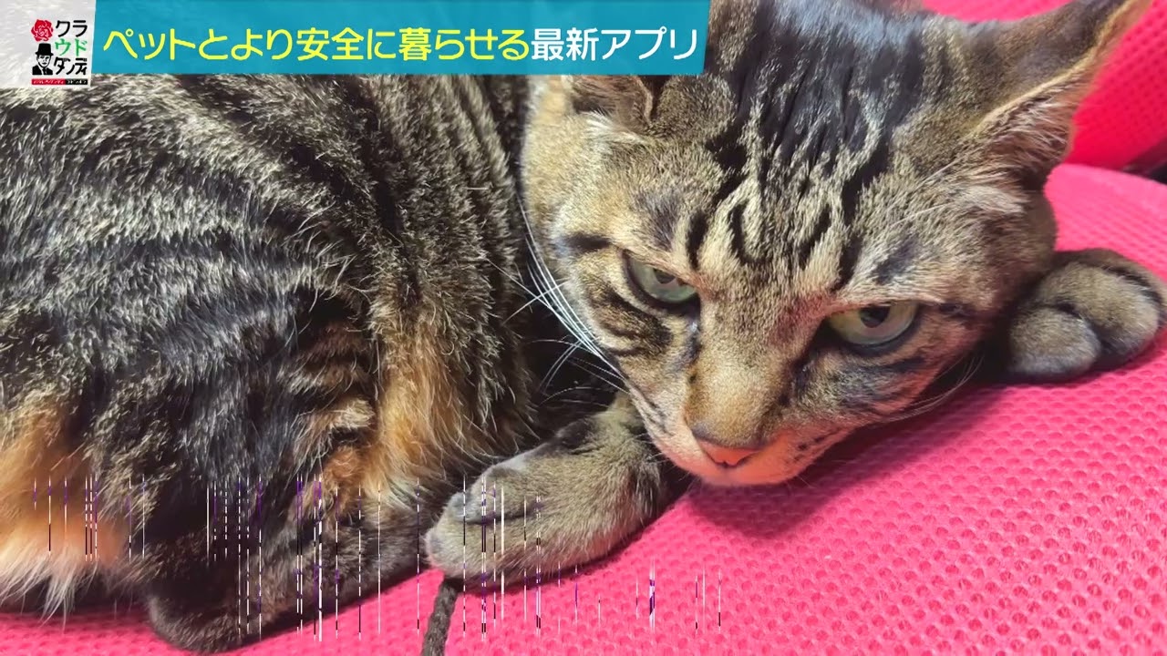 ペット×クラウド　迷子犬の保護や猫の痛みを察知（クラウドダンディ#18 2023年10月7日OA分）