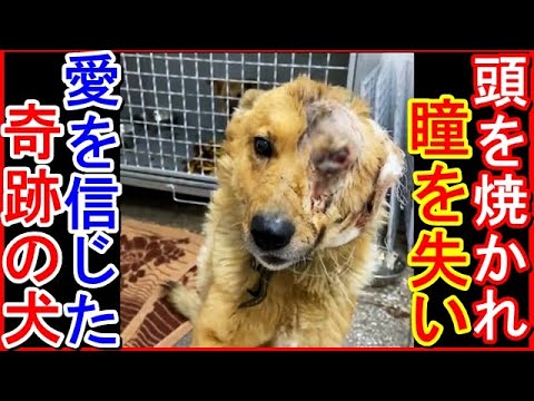 花火で瞳を焼かれた犬は、それでもまだ人間を信じていました
