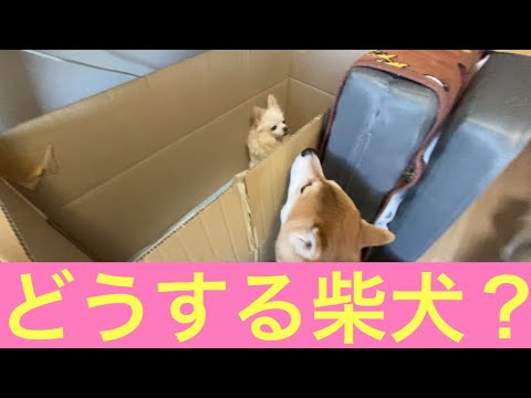 【柴犬飼い主53歳】遊びに来たチワワに戸惑う柴犬！