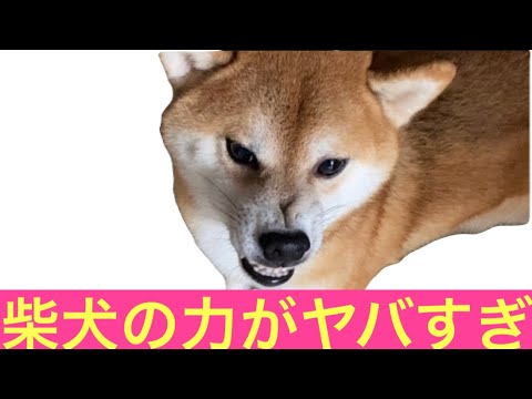 【柴犬飼い主53歳】柴犬の散歩で力負けしないようにリハビリに励む飼い主😙