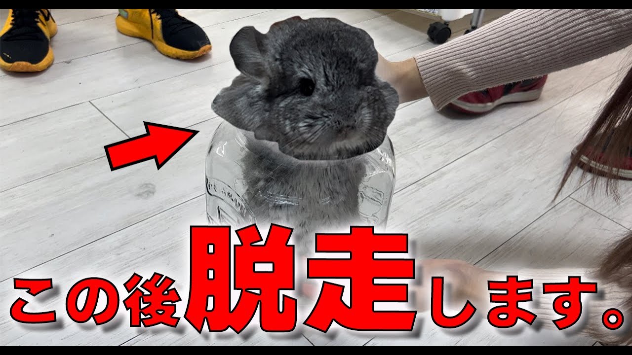 超可愛いもふもふ動物が大集合！！ペットショップに潜入したら事件が起きました…