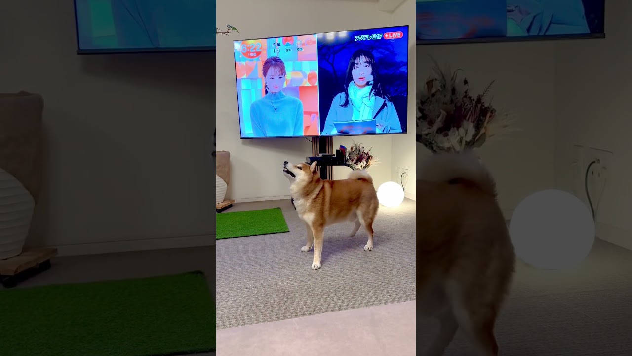 【失敗覚悟🥲】柴犬まるちゃんが森の小さなレストランの音楽に乗って天気予報解説ワン🐕#shibainu #めざましテレビ #柴犬 #dog #森の小さなレストラン #手嶌葵 #shiba #井上清華