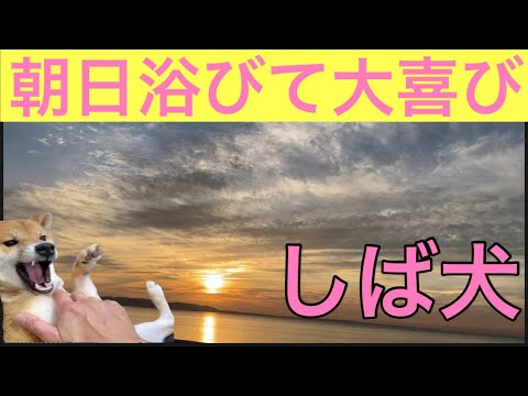 【柴犬飼い主53歳】柴犬朝日を浴びて感激！
