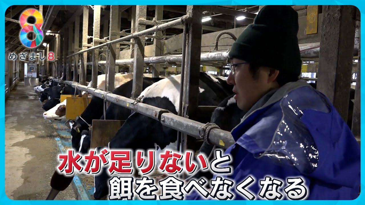 【能登半島地震】酪農からSOS…飲み水枯渇で乳牛400頭が危機に【めざまし８ニュース】