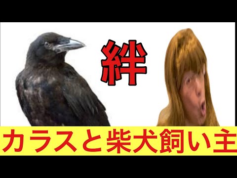 【柴犬飼い主54歳】野生のカラスと絆を結んだ柴犬飼い主