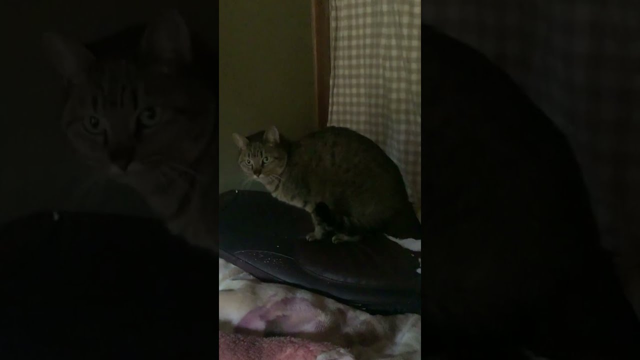 1月11日猫の動きが少しおかしいような…   /人道としてここがおかしい、手に入っているものからすれば相手にしたくない、道を外した外道な猛禽類医学研究所とジャニーズタレント、軽蔑に値するチープな人たち