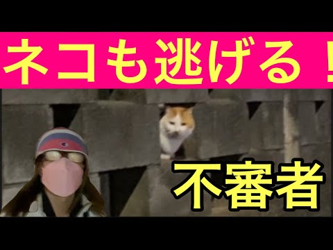 【柴犬飼い主54歳】かわいい猫の画像を撮りました！