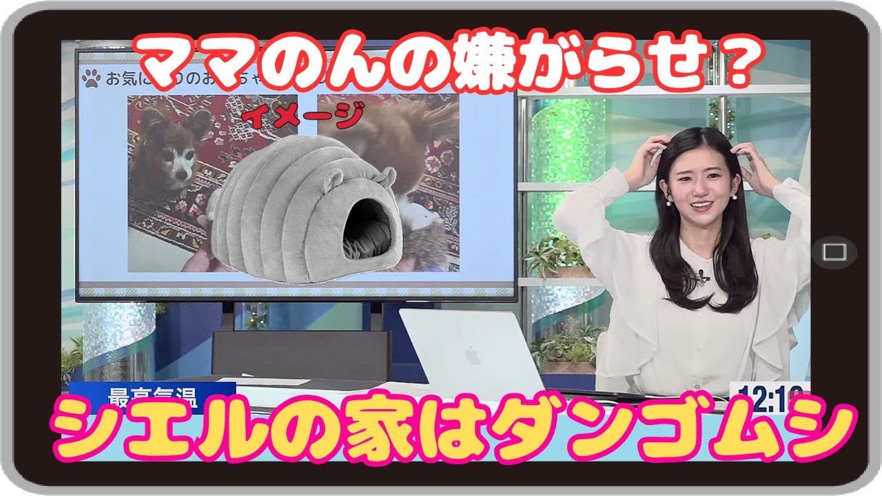 【大島璃音】『嫌がらせ？』「ちゃちゃちゃん情報紹介の中でママのんが買ったシエちゃんのダンゴムシハウスのトークをするのんちゃん」【ウェザーニュース】20221111