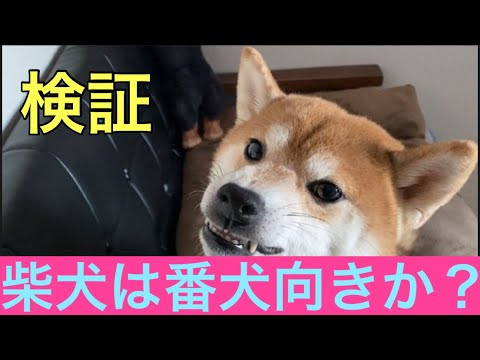 【柴犬飼い主54歳】柴犬が番犬に向いている犬種かを検証してみた！