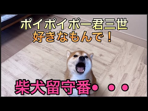 【柴犬飼い主54歳】柴犬を留守番させてお参り行ったら！