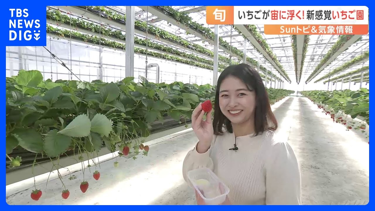 【旬】約1.7倍栽培できる？立ったままいちご狩りができる？全国でも珍しい“リフト式の高設栽培”とは【Sunトピ】｜TBS NEWS DIG