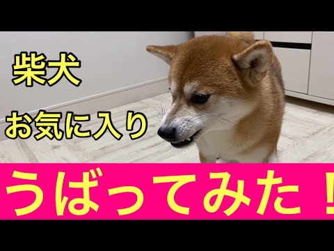 【柴犬飼い主54歳】柴犬が休んでいる間にお気に入りうばってみた！