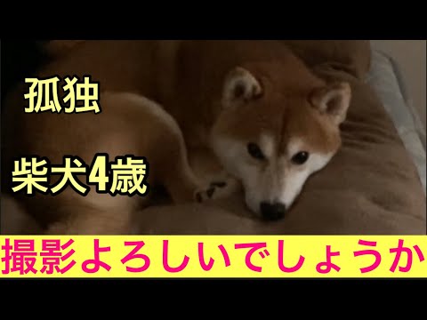 【柴犬飼い主54歳】休憩中の柴犬に動画を撮らせていただきました！