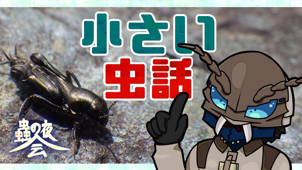 【蟲の夜会】 小さい蟲…今年も探そうかな？ 【雑談/昆虫】