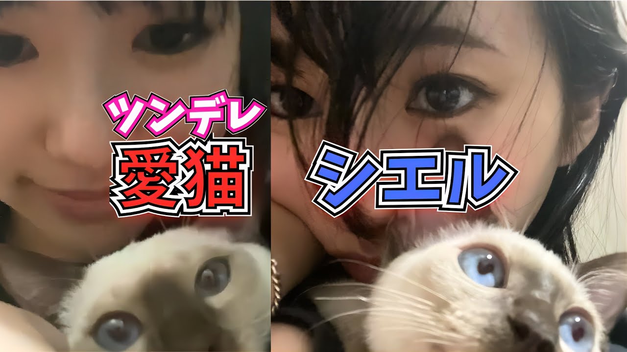 【大島璃音】ツンデレな愛猫シエルの行動に、一喜一憂するお天気お姉さん【ウェザーニュース切り抜き】