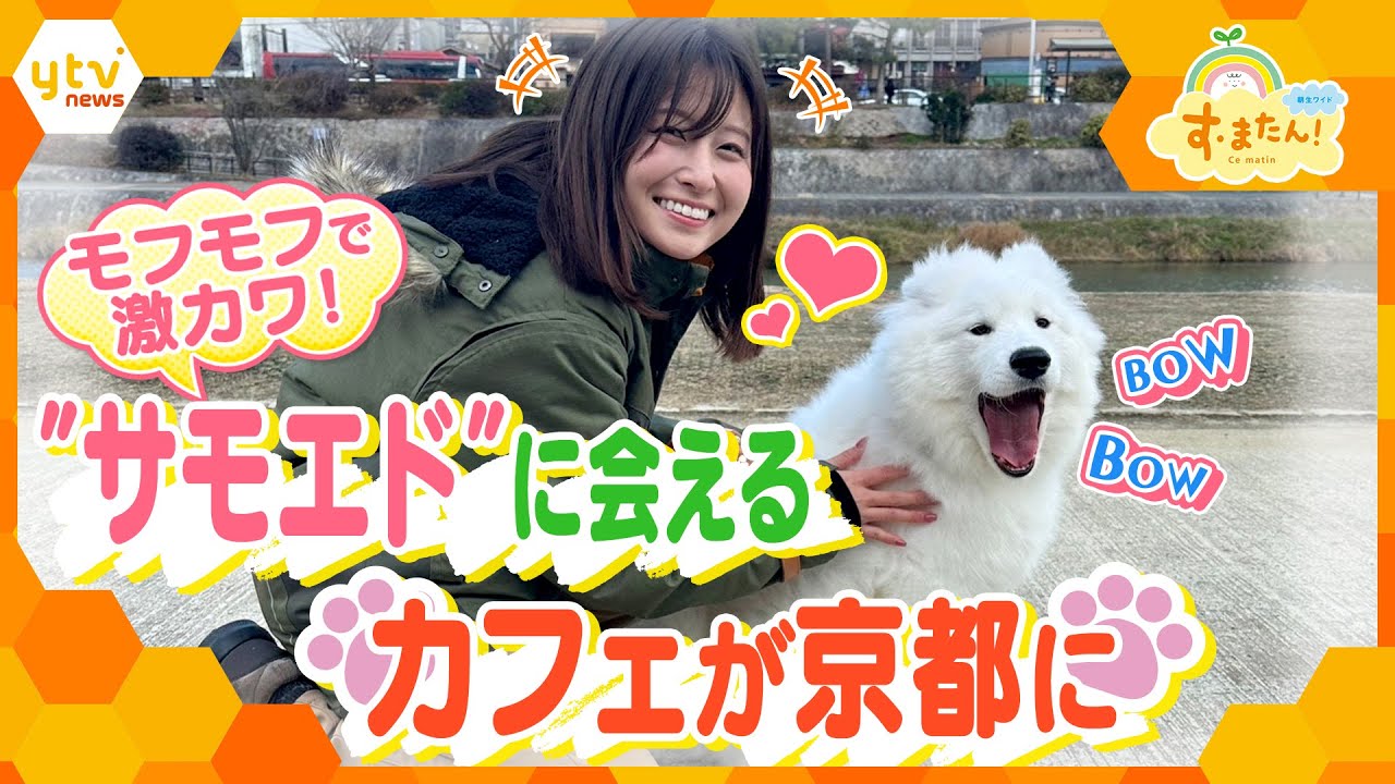 "サモエド"に会えるカフェが京都にオープン／とれたてFISHING