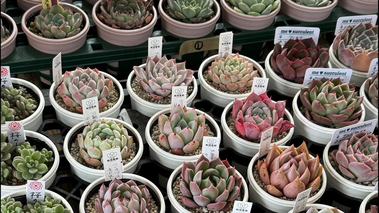 【多肉植物】新年初狩っ多肉紹介ライブ 2024.01.18