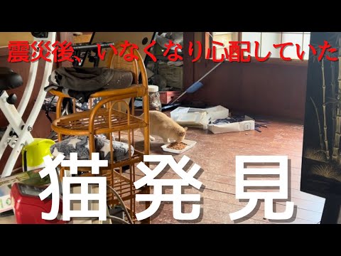 地震後、行方不明になっていた猫発見！！能登半島地震、猫